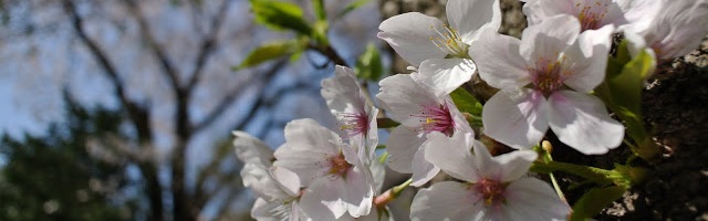 相模湖の桜